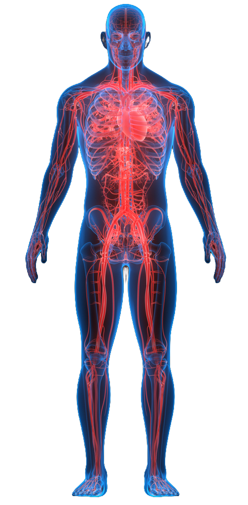 Female figure showing the lymphatic system and some of the internal organs